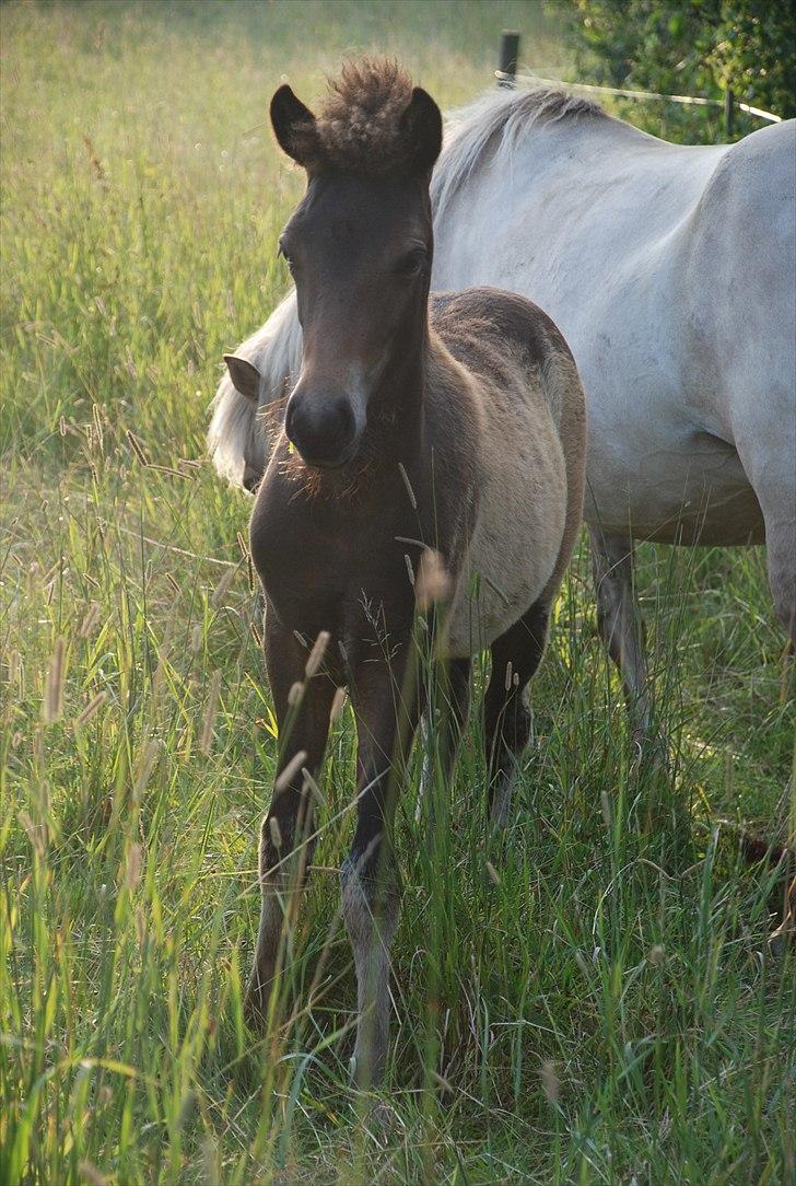 Islænder Álfadís fra Lille Vesters - I sommer hvor hun gik og hyggede sig med de andre heste :) billede 2