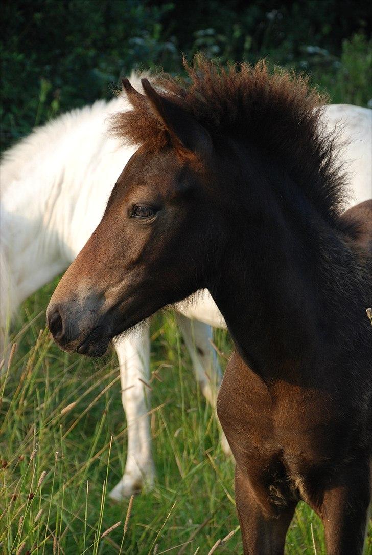 Islænder Álfadís fra Lille Vesters - Er hun ikke bare skøn? billede 3