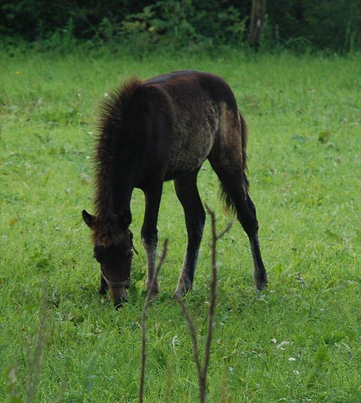 Islænder Álfadís fra Lille Vesters - smukke pigen ;) billede 4