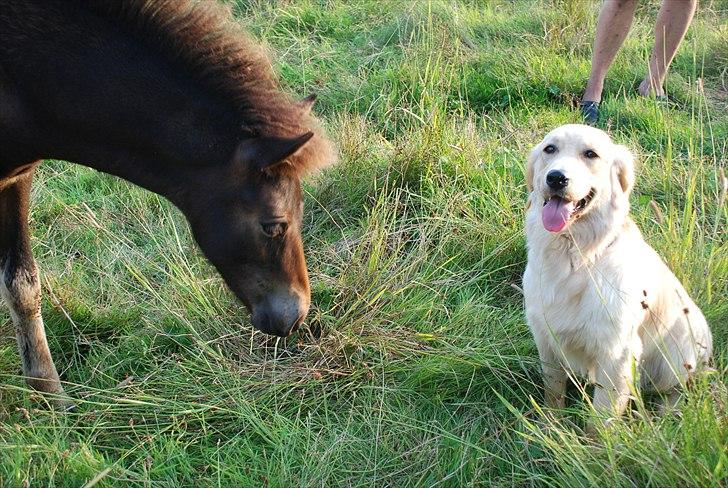 Islænder Álfadís fra Lille Vesters - Venner ? Hmm måske ;) billede 5