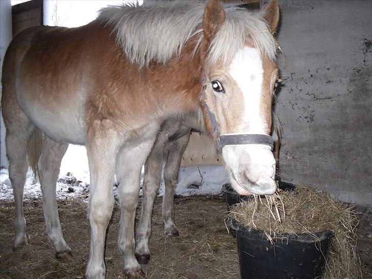 Haflinger Monroe  billede 10