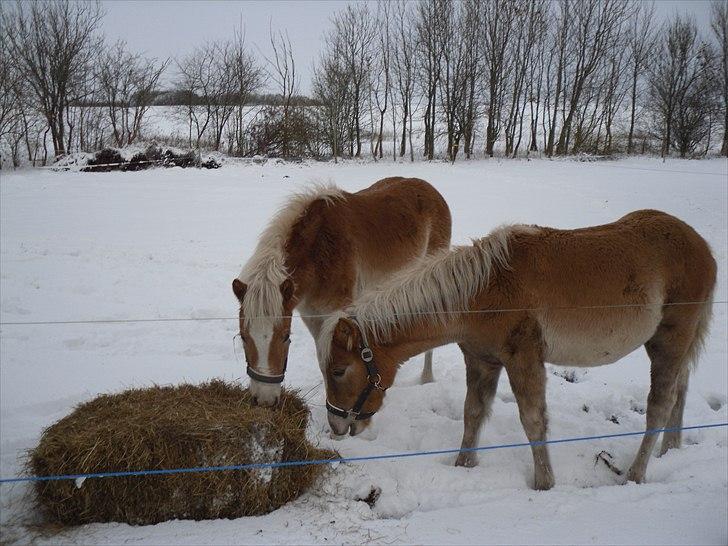 Haflinger Monroe  billede 11