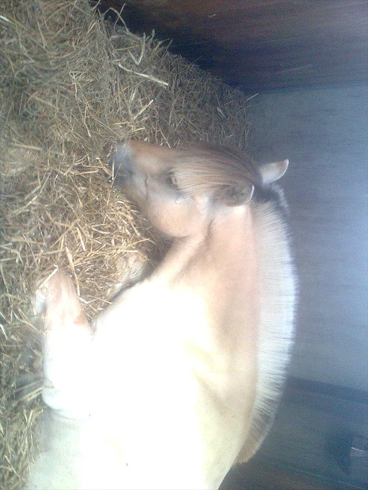 Fjordhest Ingar halsnæs HVR billede 2