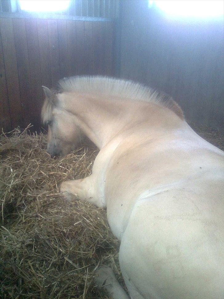 Fjordhest Ingar halsnæs HVR billede 3