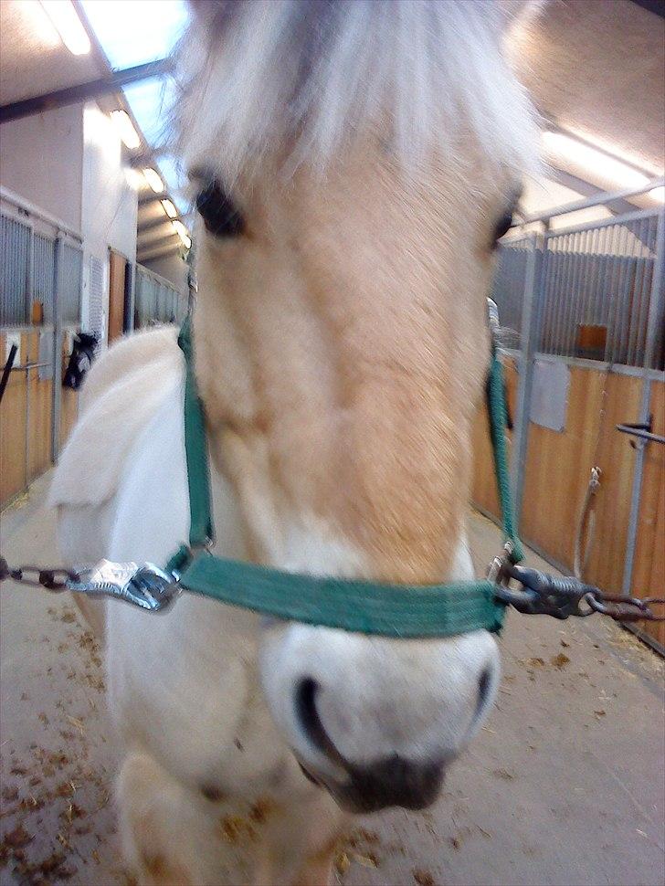 Fjordhest Ingar halsnæs HVR billede 4