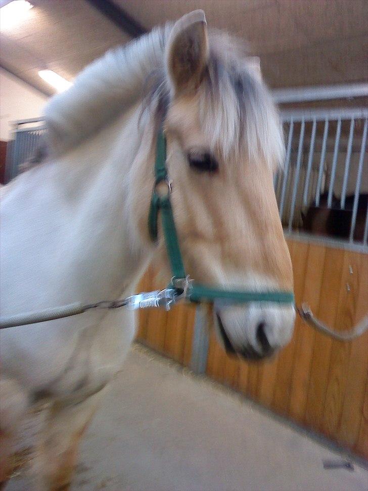 Fjordhest Ingar halsnæs HVR billede 5