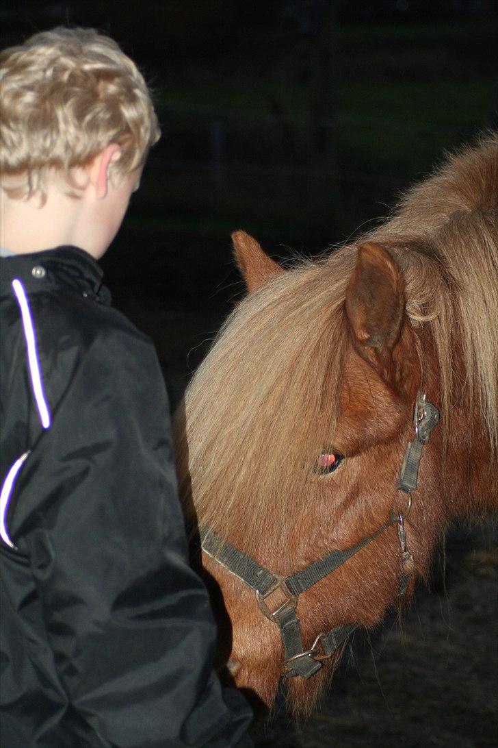 Islænder Kjarni fra Lykkebjerg billede 15