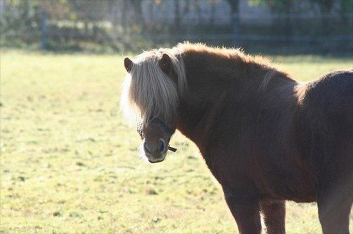 Islænder Kjarni fra Lykkebjerg billede 13