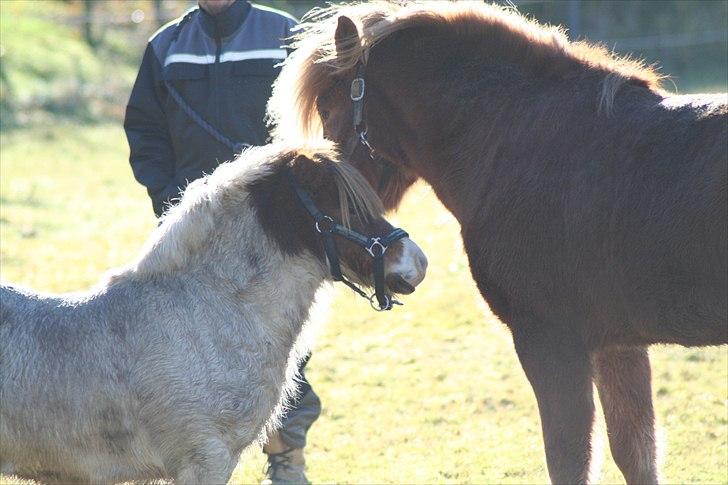 Islænder Kjarni fra Lykkebjerg billede 16