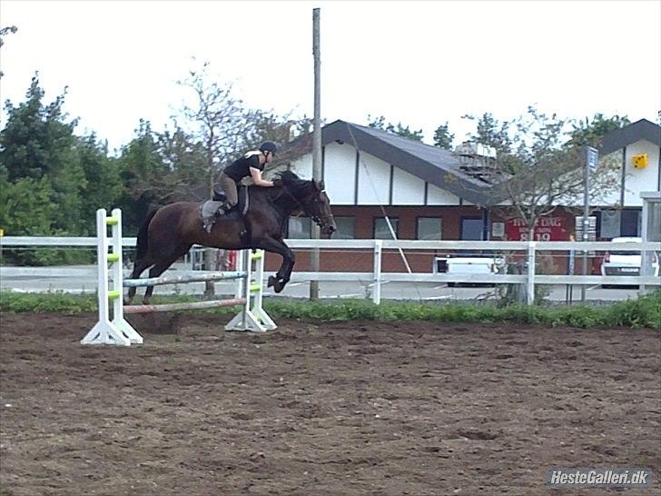 Anden særlig race Lady billede 7