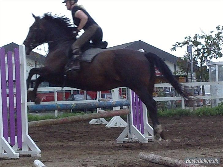 Anden særlig race Lady billede 8