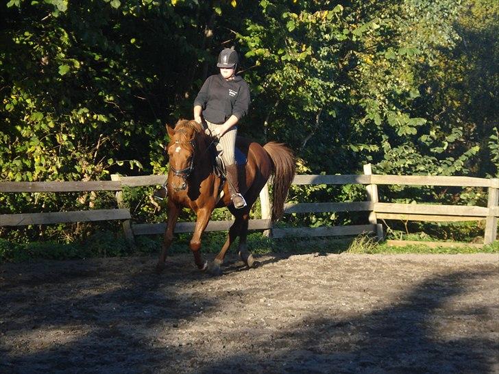 Fuldblod (XX) Malou *RIP* billede 17