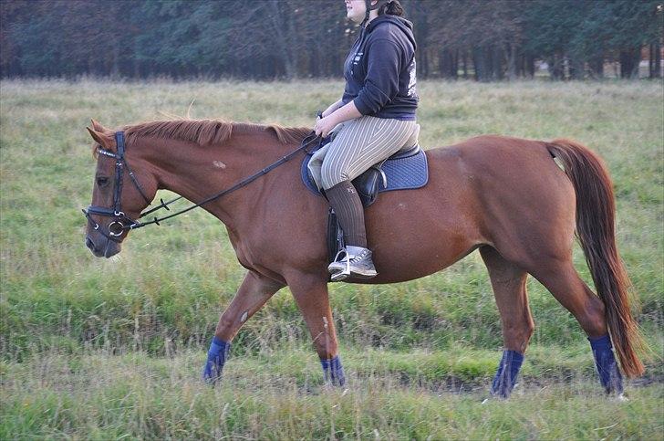 Fuldblod (XX) Malou *RIP* billede 18