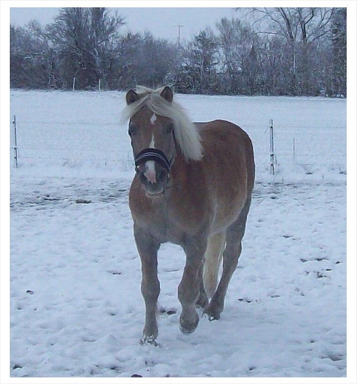 Tyroler Haflinger Nuser. - 26 nov 2010. Dejlig rund Nuser. billede 4