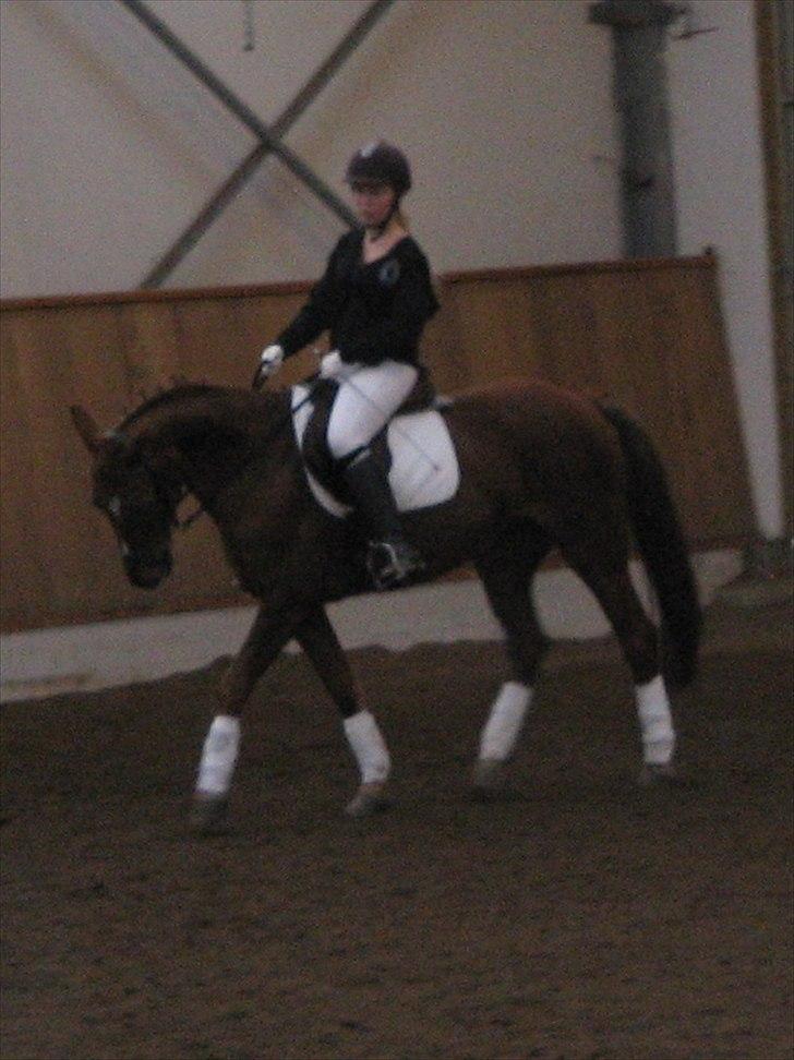 Anden særlig race Mira (Misty) - Opvarmning til dressurstævne d. 21/11-10 <3 billede 13