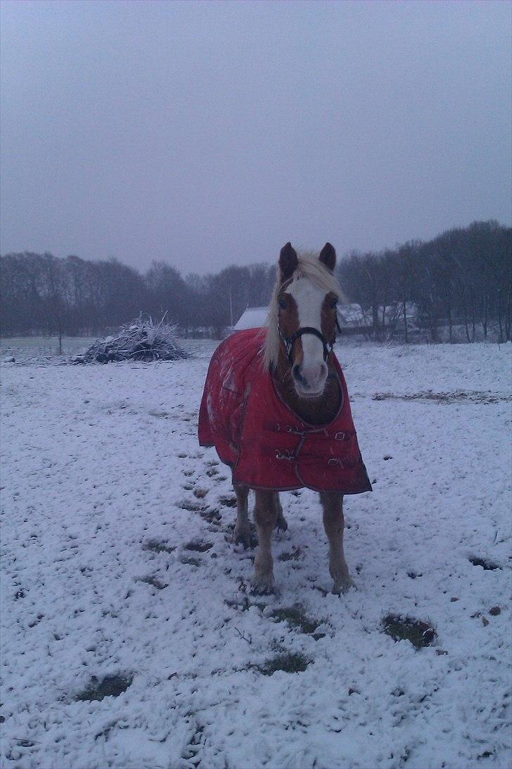 Haflinger Jackpot billede 10