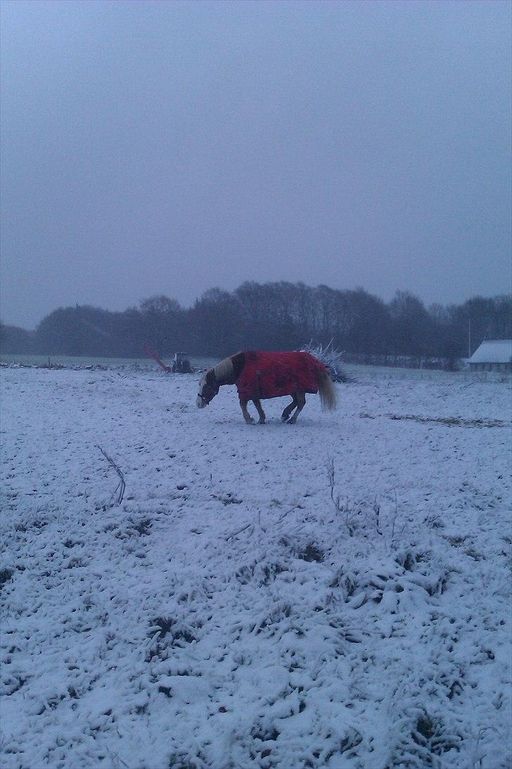 Haflinger Jackpot billede 11