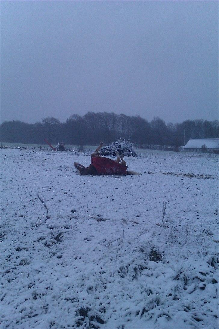 Haflinger Jackpot billede 12