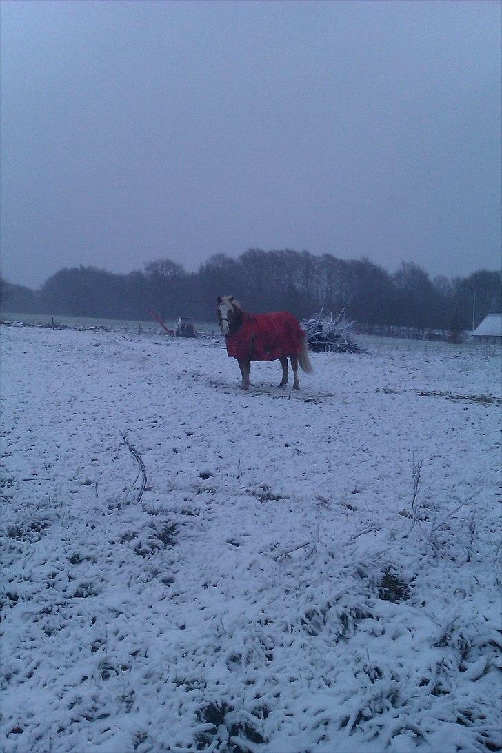 Haflinger Jackpot billede 13