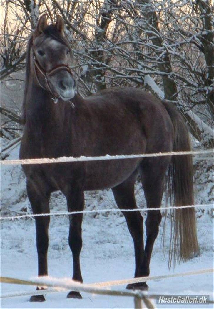 Sportsaraber (A) Fleur billede 1