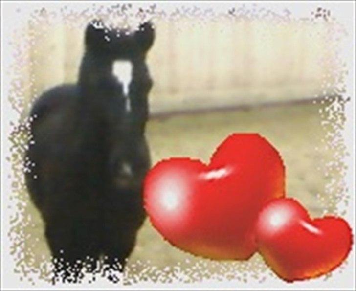 Anden særlig race Bamseline billede 4