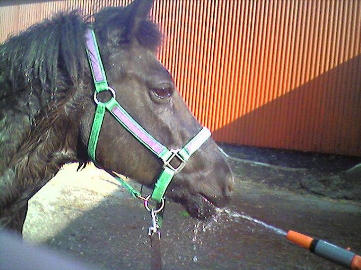 Anden særlig race Bamseline billede 5