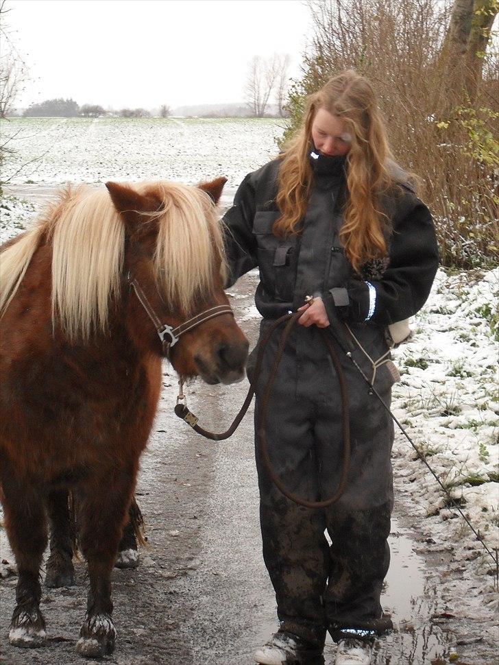 Shetlænder HRE Janelle RES Senior CHAMP. - hygge billede 11