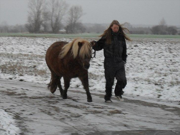 Shetlænder HRE Janelle RES Senior CHAMP. - Janelle der traver ;) billede 12