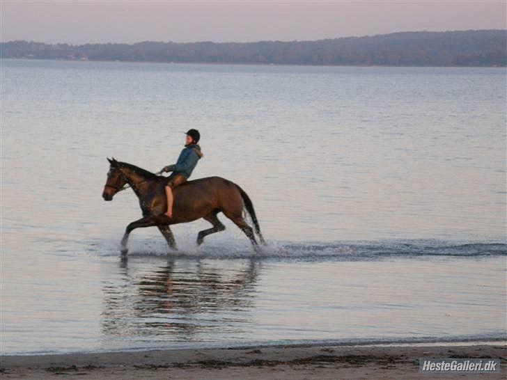 Oldenborg Ayla Høllfred solgt billede 3