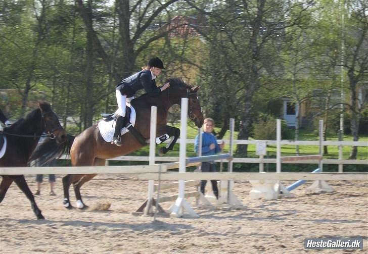 Oldenborg Ayla Høllfred solgt billede 5