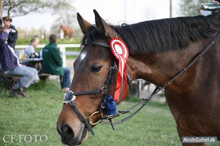 Oldenborg Ayla Høllfred solgt billede 7