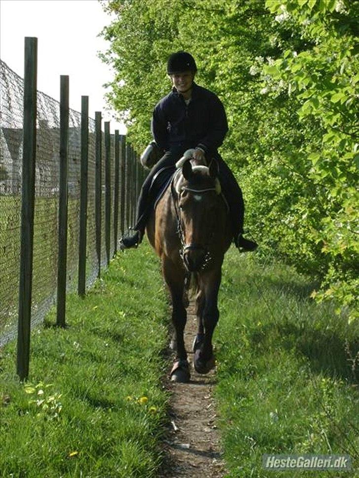 Oldenborg Ayla Høllfred solgt billede 8