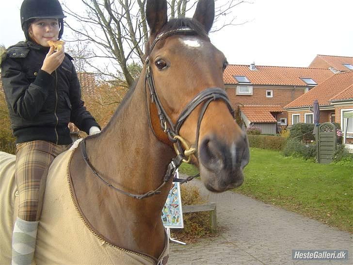 Oldenborg Ayla Høllfred solgt billede 10