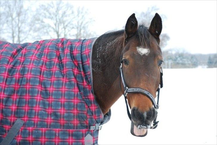 Oldenborg Ayla Høllfred solgt billede 11