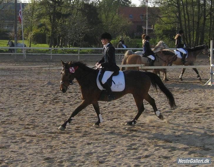 Oldenborg Ayla Høllfred solgt billede 12