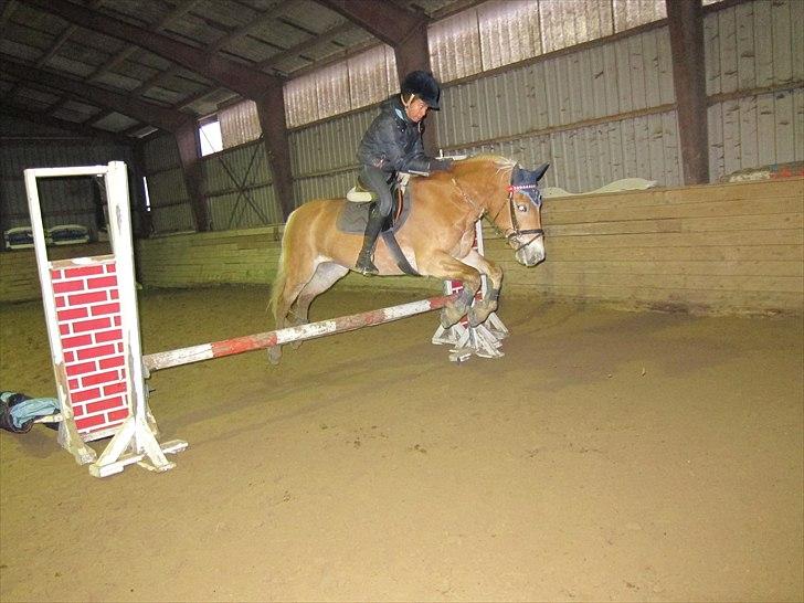 Haflinger Kiwi elghuset - Johanne springer på Kiwi billede 17