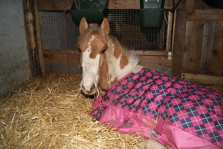 Anden særlig race Karla *RIP* :'( billede 2