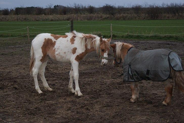 Anden særlig race Karla *RIP* :'( billede 3