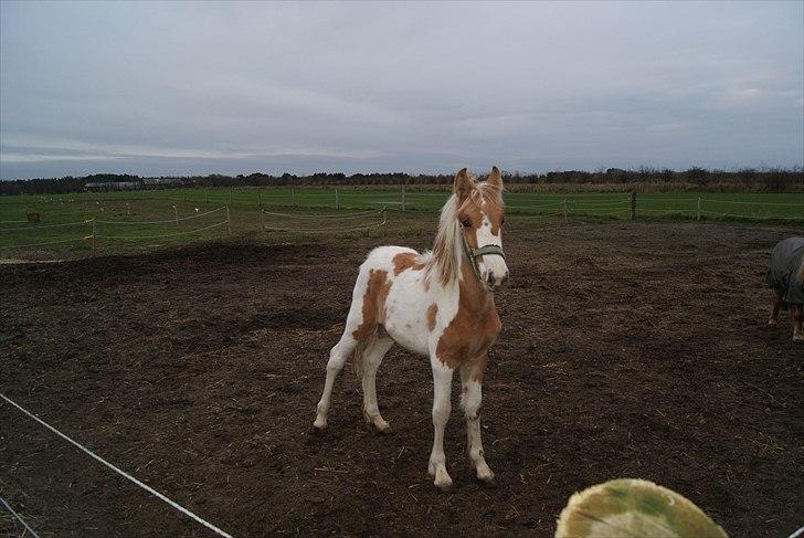 Anden særlig race Karla *RIP* :'( billede 4