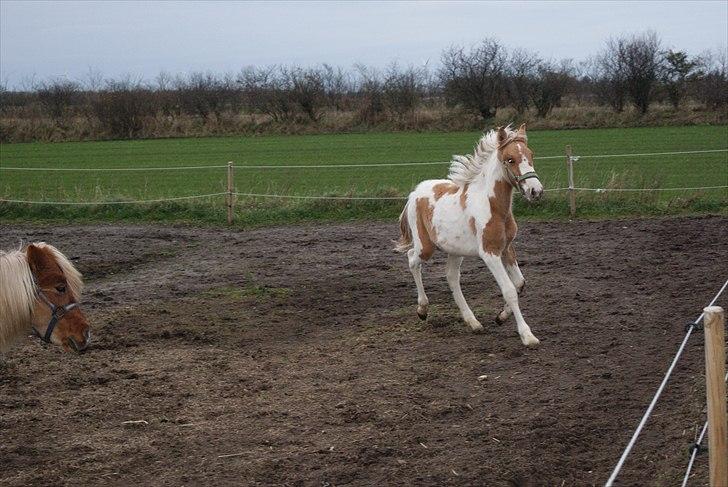 Anden særlig race Karla *RIP* :'( billede 5