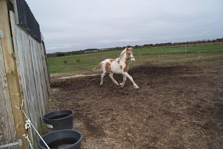 Anden særlig race Karla *RIP* :'( billede 6