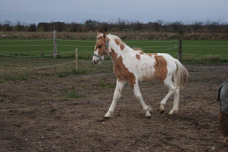 Anden særlig race Karla *RIP* :'( billede 7