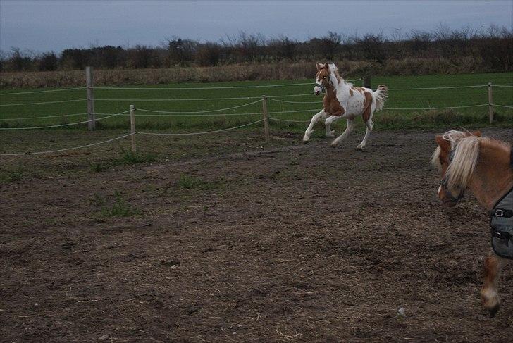 Anden særlig race Karla *RIP* :'( billede 8