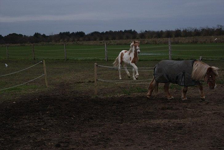 Anden særlig race Karla *RIP* :'( billede 9