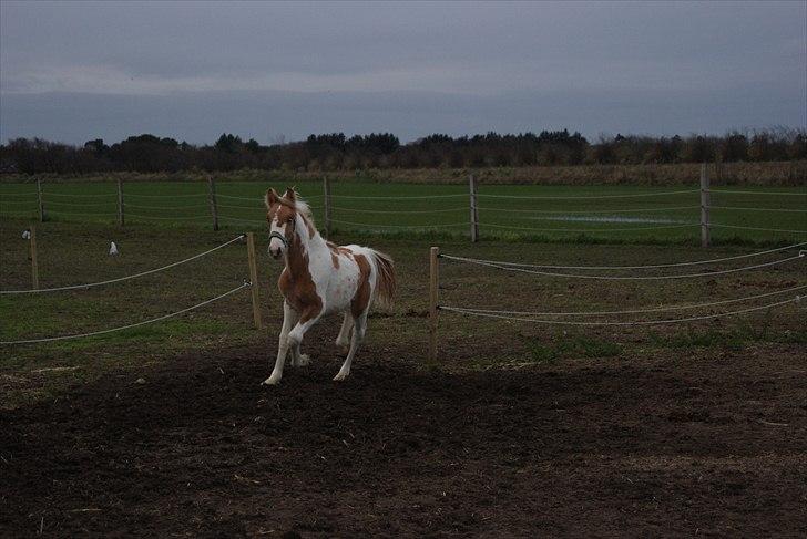 Anden særlig race Karla *RIP* :'( billede 10