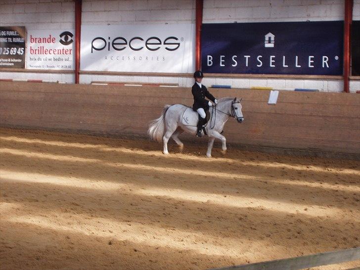 Anden særlig race Lotte - Lotte kan også løfte benene højt som dressur hestene. billede 19