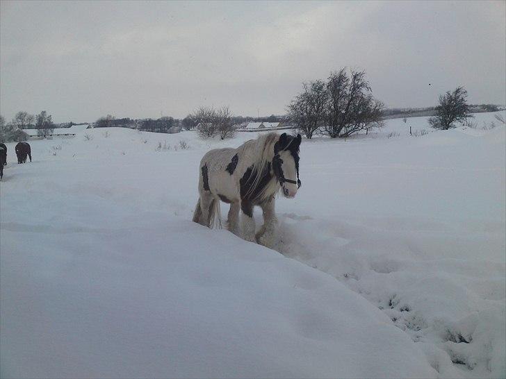 Irish Cob Willow ER FLYTTET billede 18