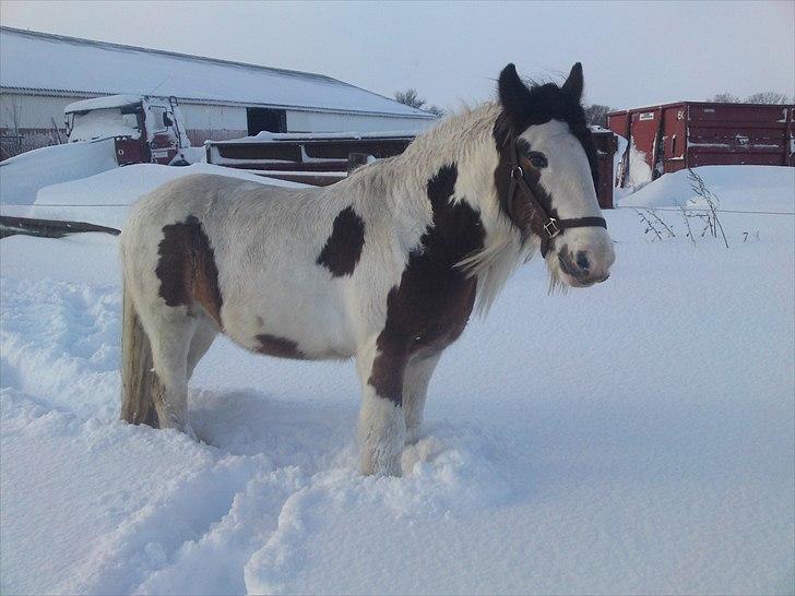 Irish Cob Willow ER FLYTTET billede 19