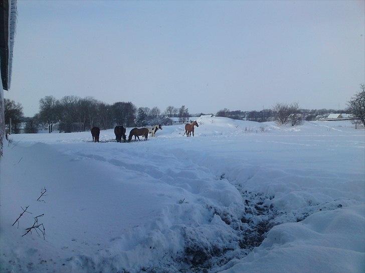 Irish Cob Willow ER FLYTTET billede 20