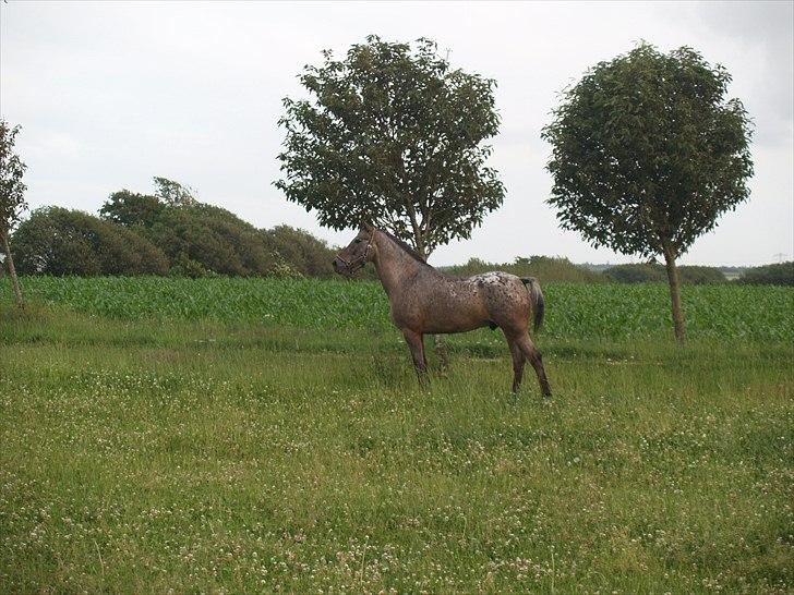 Knabstrupper *SOLGT* - Dusty Dot billede 11